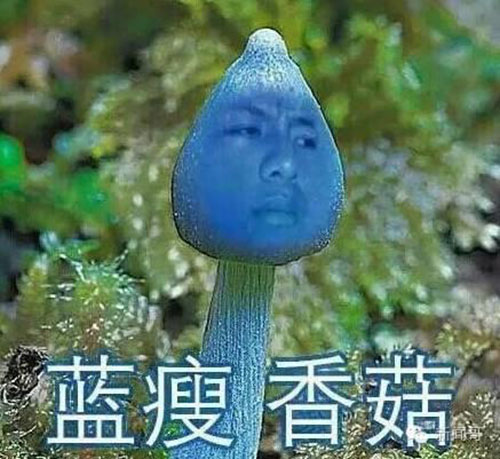 藍(lán)瘦,香菇 網(wǎng)紅